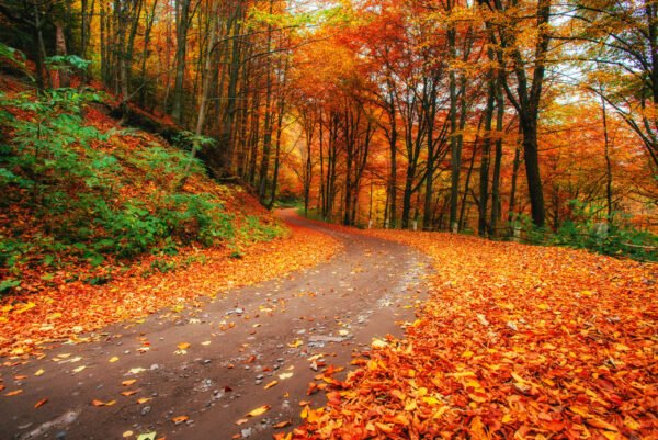 Fall Background